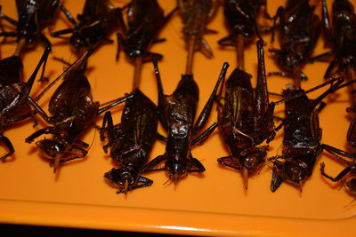 High angle view of various food on table
