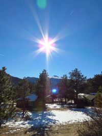Sun shining through trees