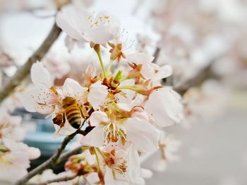 Close-up of bee on white flower