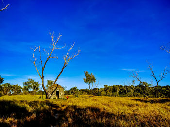 Plants on field against blue sky