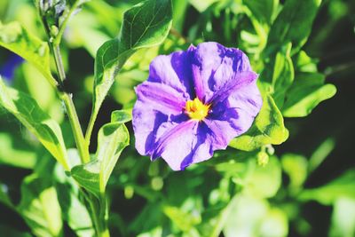 Close-up of purple flower blooming outdoors