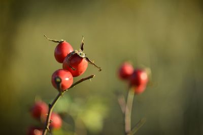 Close-up of red berries growing on tree