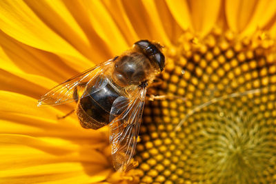 A macro shot of a bee on a sunflower