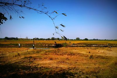 Scenic view of field against clear sky