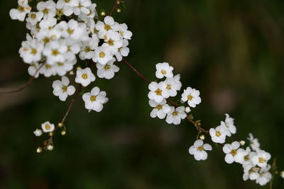 Close-up of white cherry blossoms in spring