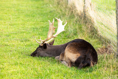 Deer resting in a field