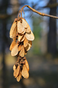 Close-up of dry leaf hanging on plant