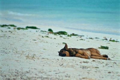 Dog sleeping at beach against sky