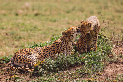 Cheetah and cub standing on a field