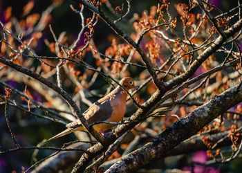 Low angle view of bird perching on branch