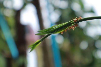 Close-up of wet plant