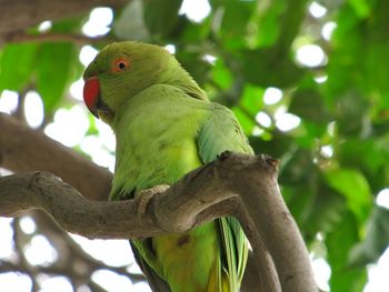 Close-up of parrot perching on tree