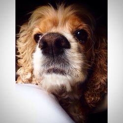 Close-up portrait of dog