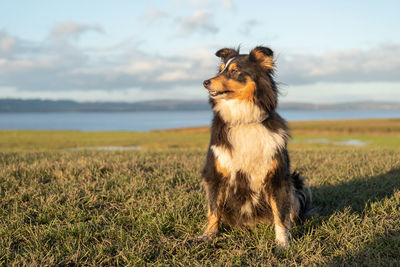 A sheltie out for a walk