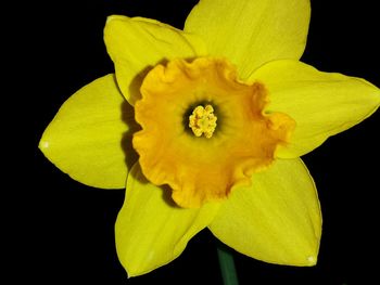 Close-up of flower over black background