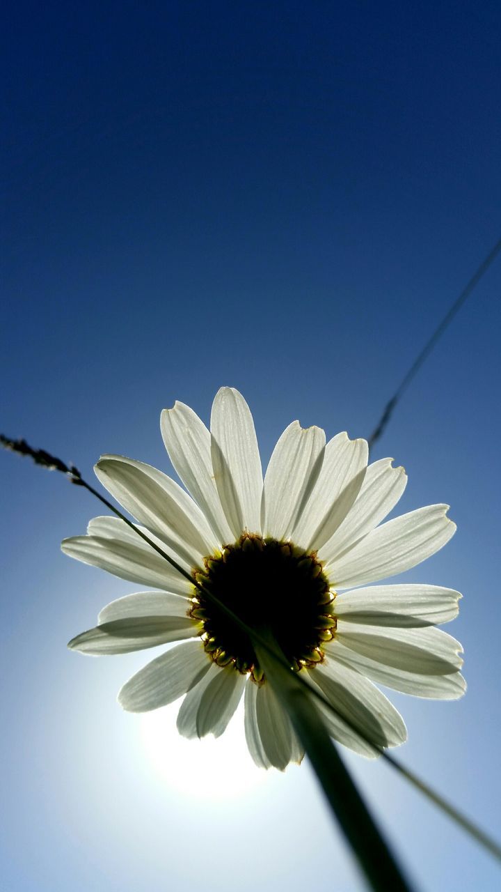 flower, clear sky, blue, low angle view, fragility, freshness, copy space, petal, growth, flower head, beauty in nature, close-up, nature, stem, day, no people, outdoors, sky, blooming, blossom