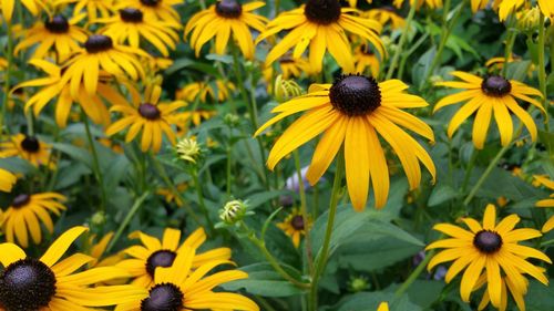 Close-up of yellow flowers