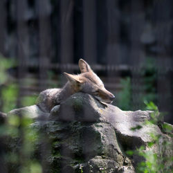 Fox sleeping on rocks at zoo