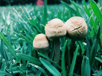 Close-up of mushroom growing on field