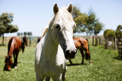 Close-up of horse on field against sky