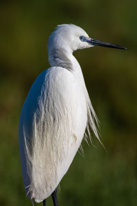 Close-up of a bird