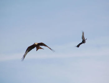 Low angle view of birds flying in sky