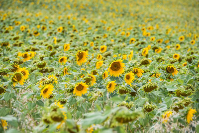 Close-up of yellow flowering plants on field