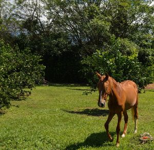 Horse standing on field