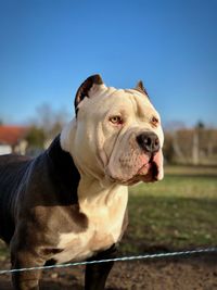 Close-up of dog looking away against clear sky