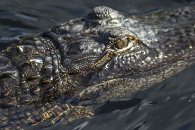 American alligator