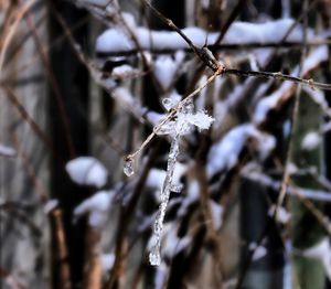 Close-up of frozen plant