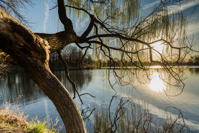 Reflection of bare trees in lake
