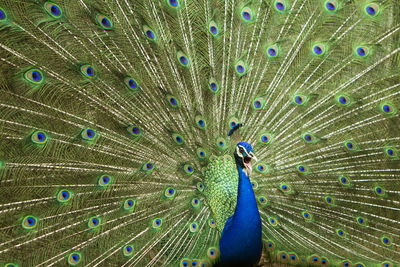 Full frame shot of peacock