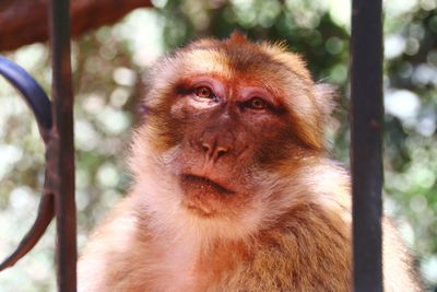 Close-up portrait of monkey