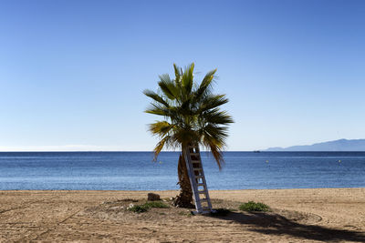Palm tree on beach against clear blue sky