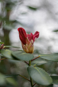 Close-up of red flowering plant