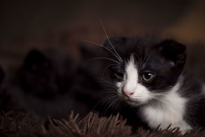 Close-up of a cat