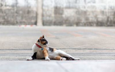 Dog looking away on road