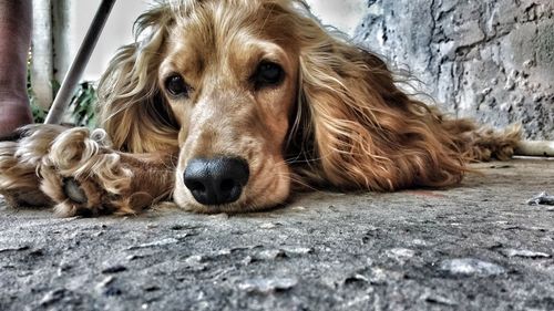 Portrait of dog lying down