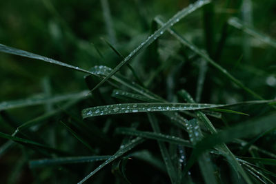 grass
