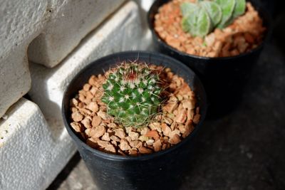 High angle view of potted plants on table