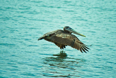 Bird flying over sea