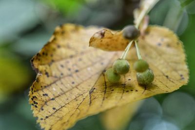 Close-up of green leaves