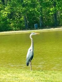 Bird in a lake