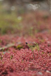 Close-up of red plant