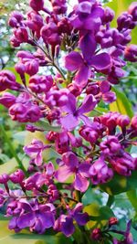 Close-up of pink flowers