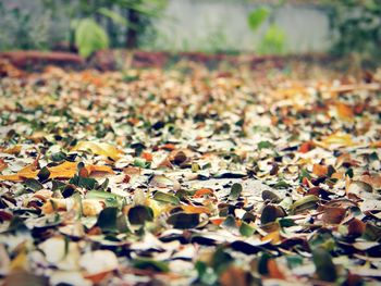 Autumnal leaves on field