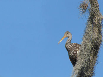 Low angle view of bird perching on branch against blue sky