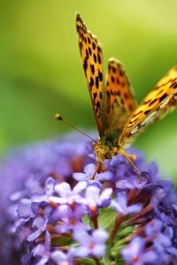 Close-up of butterfly pollinating on purple flower