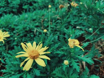 Close-up of yellow flowering plants on field